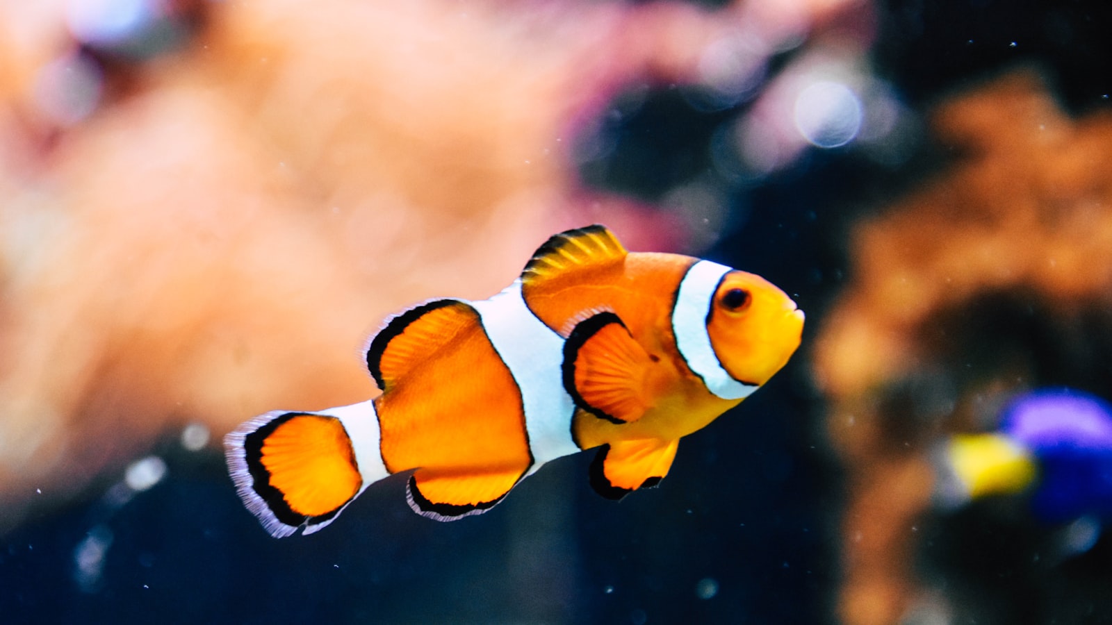 Home freshwater aquarium with plants and fish