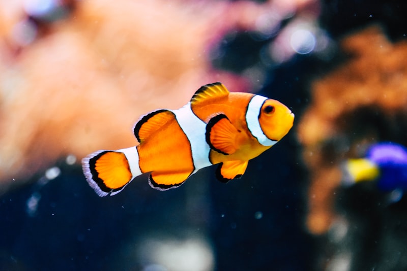 Home freshwater aquarium with plants and fish